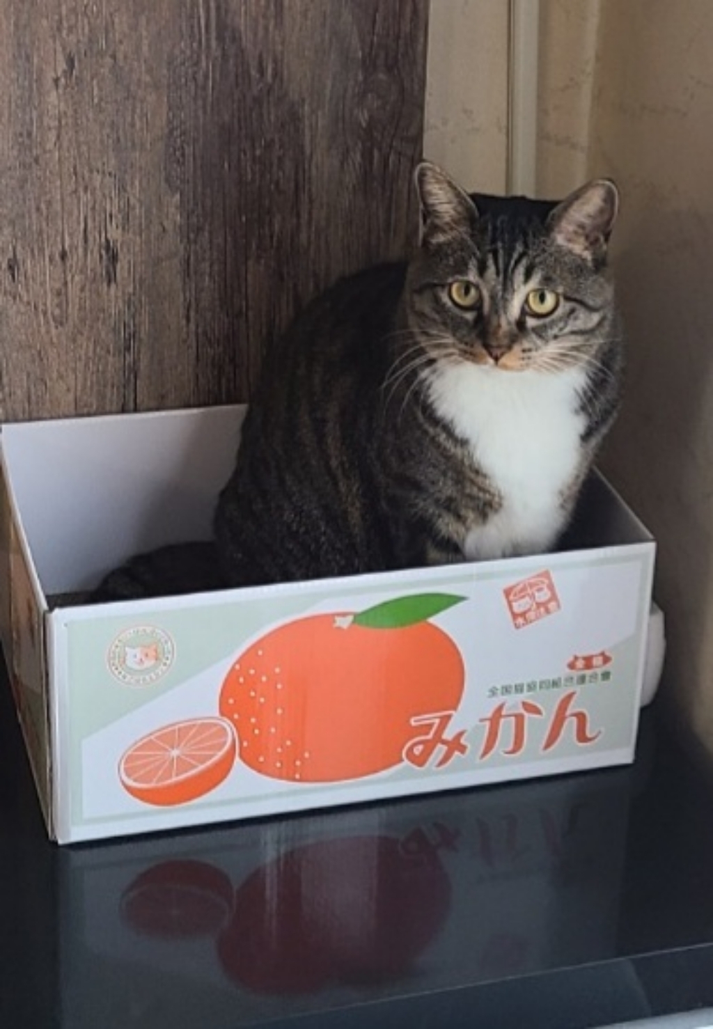 디어도르 고양이 스크래쳐박스 리뷰후기