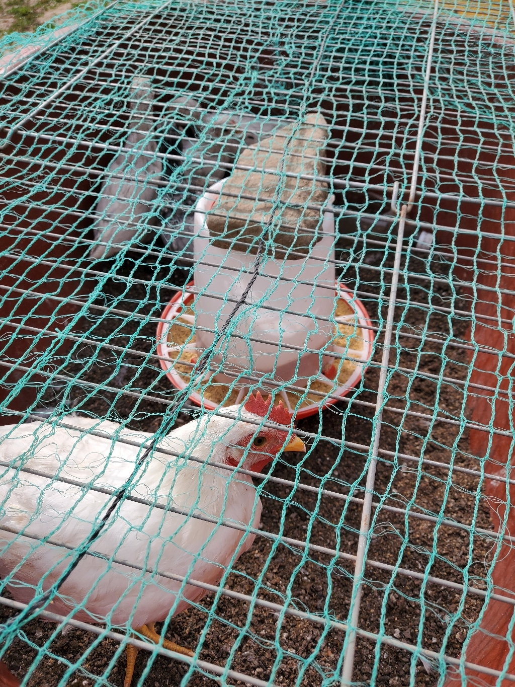 닭모이통 물통 병아리모이통 닭 사료 병아리사료