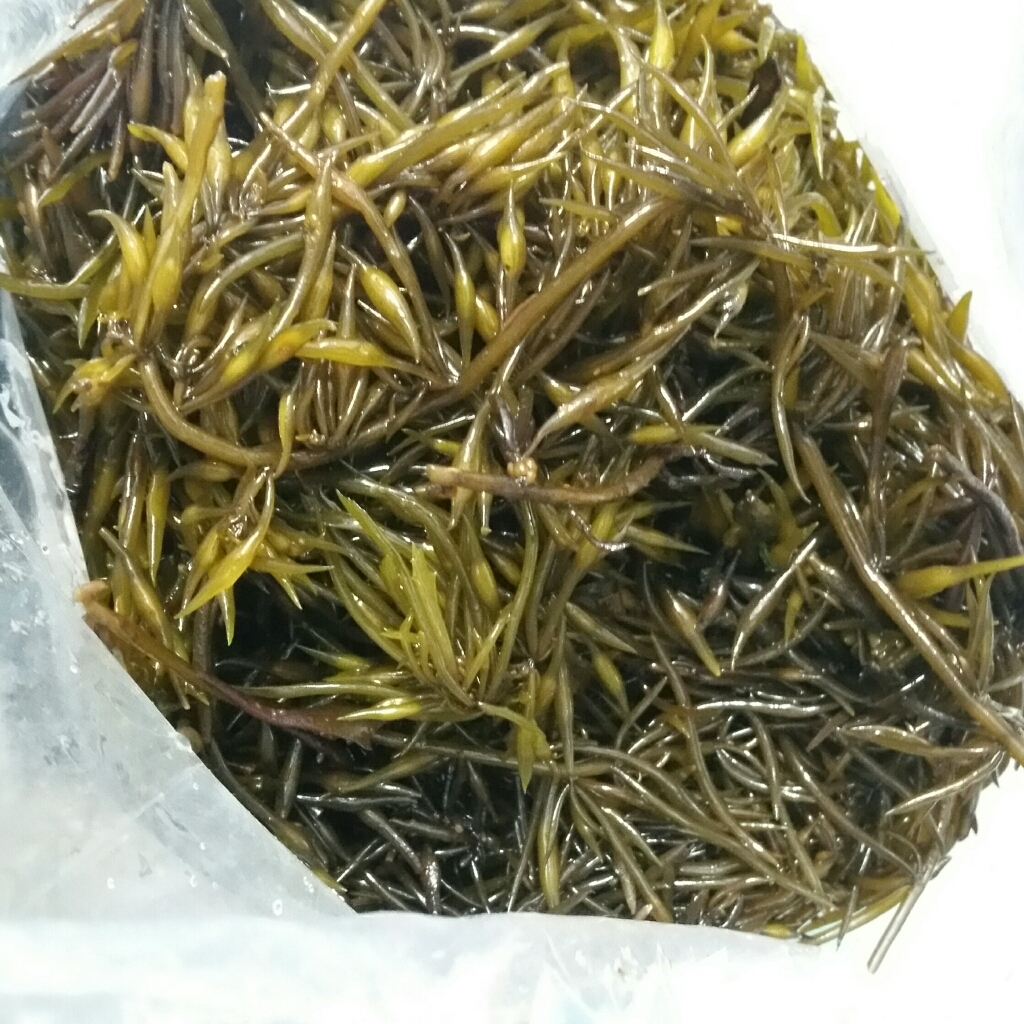 완도 프리미엄 생톳 당일채취한 최상급