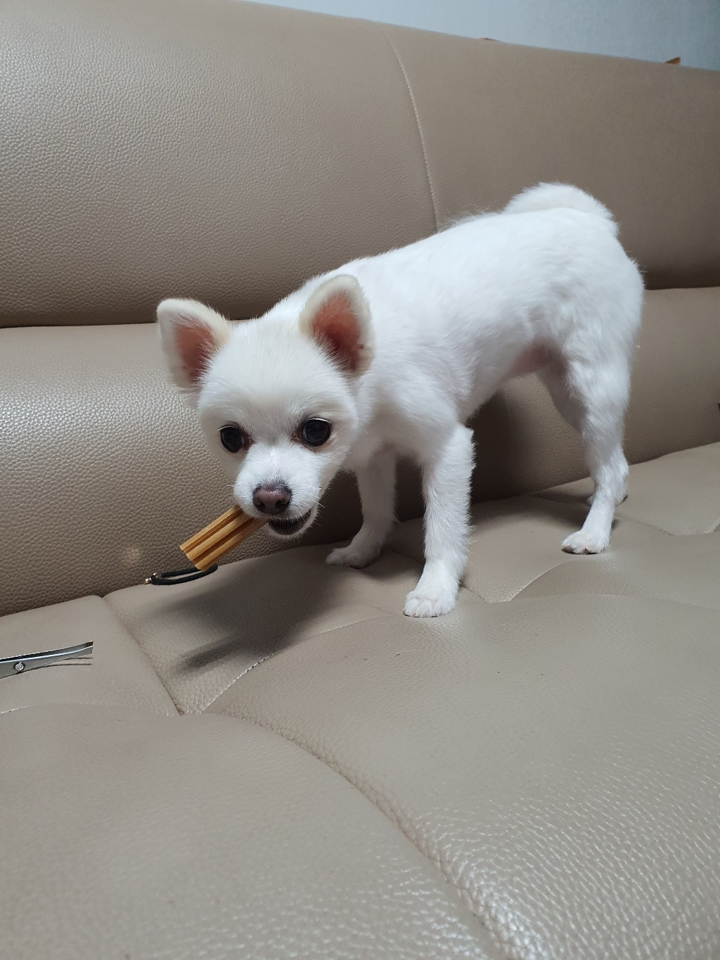 견사돌 닭고기맛 1박스 치석제거 잇몸건강 간식 닭고기첨가 껌 강아지 간식 애견 간식
