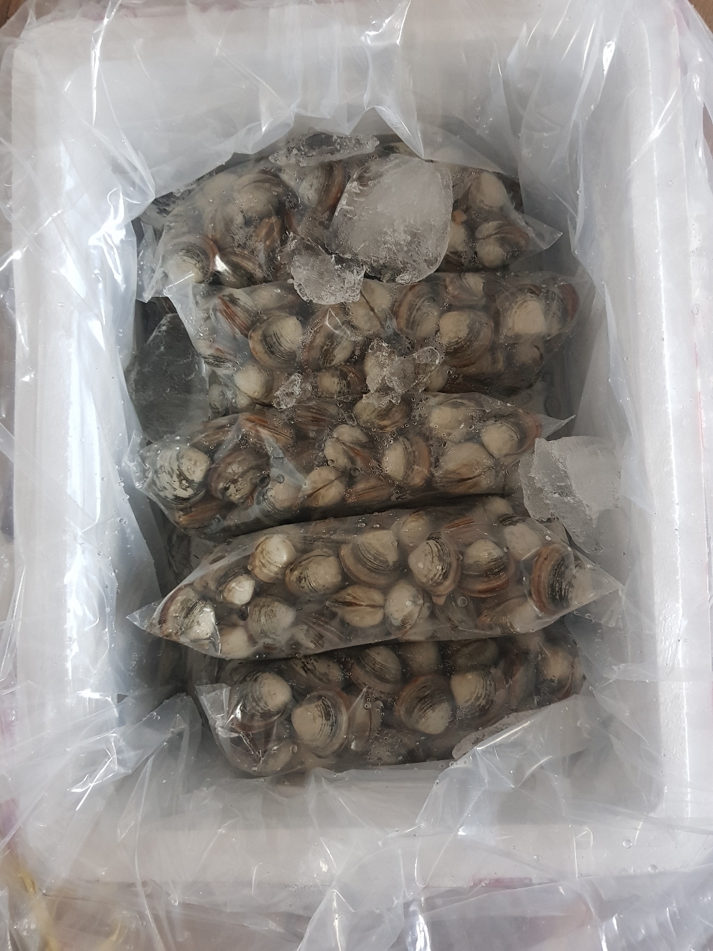 바지락총각 당일해감 고창 하전갯벌 동죽조개 / 물총조개 리뷰 후기