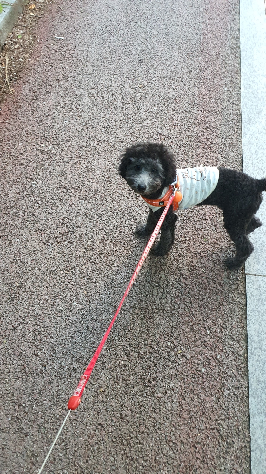 이츠독 오가닉 바니바니