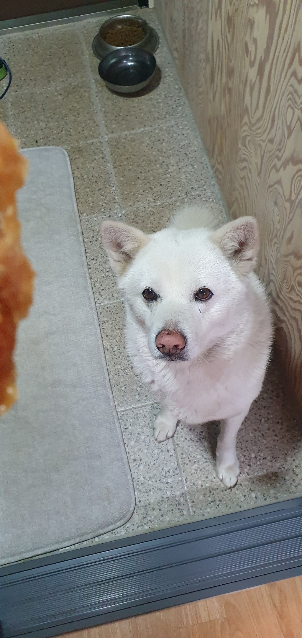 피랩 강아지 터키츄 간식 본 L 리뷰후기