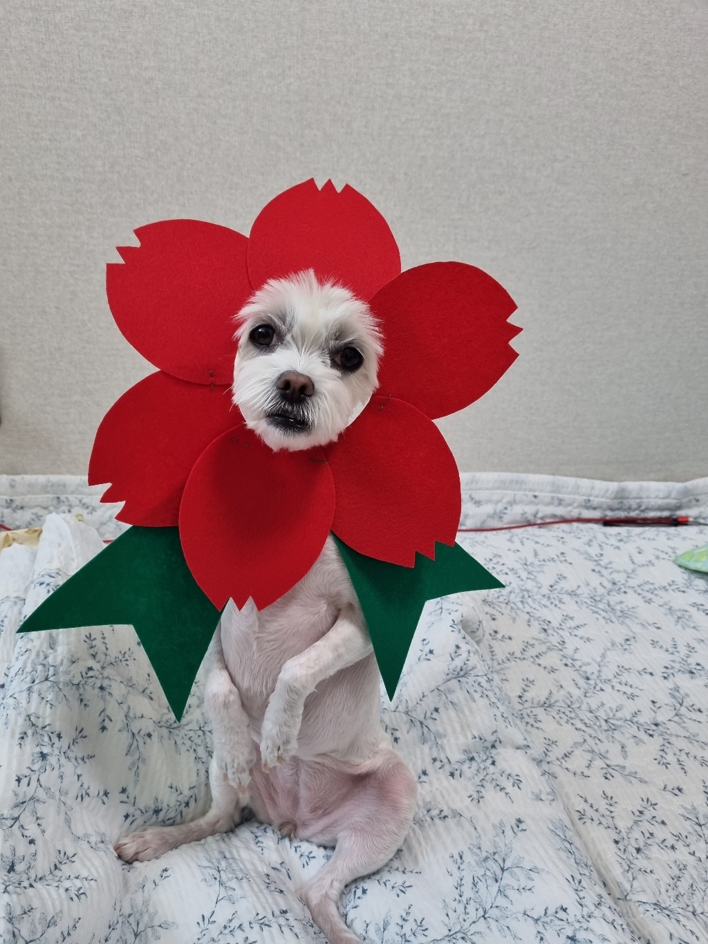 [청양토이] 일반 칼라 펠트지 리뷰후기