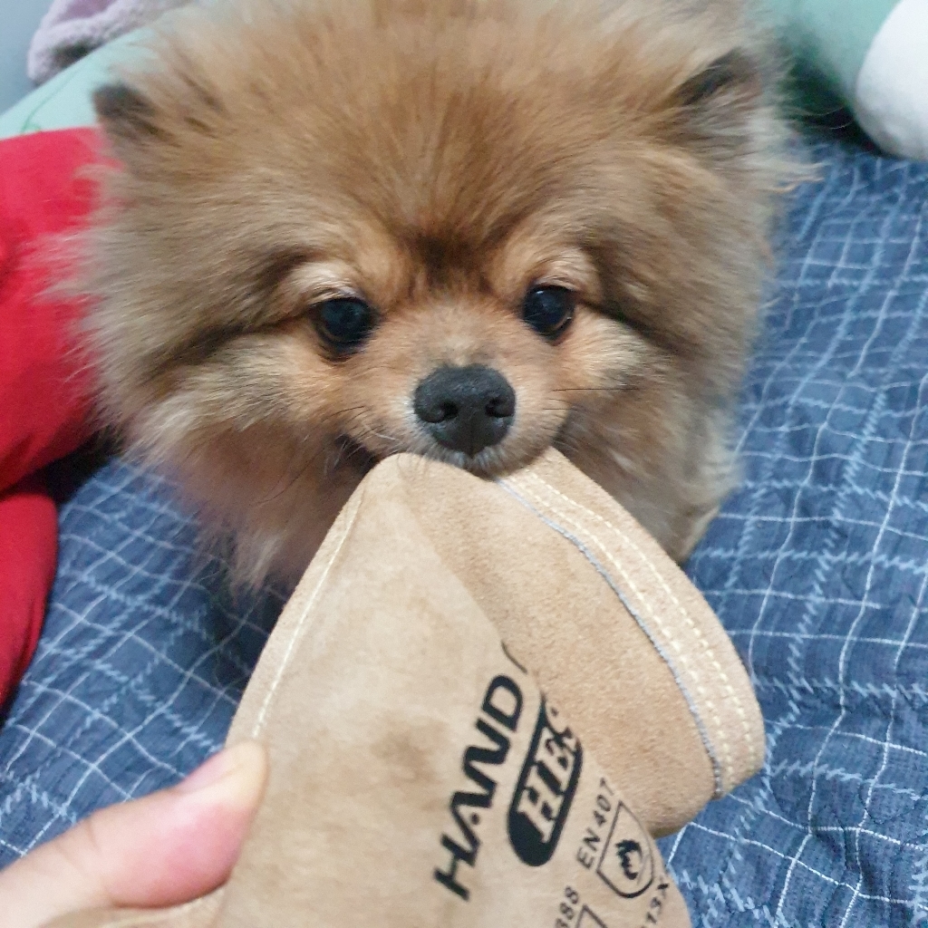 강아지가 물어요 특수훈련용 손보장갑 조련용 사람무는개 목욕 발톱 물링방지 고양이 입질