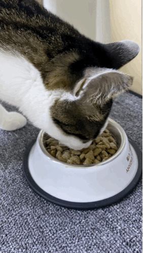 펫트리온 냥스튼튼 분말 고양이 종합영양제