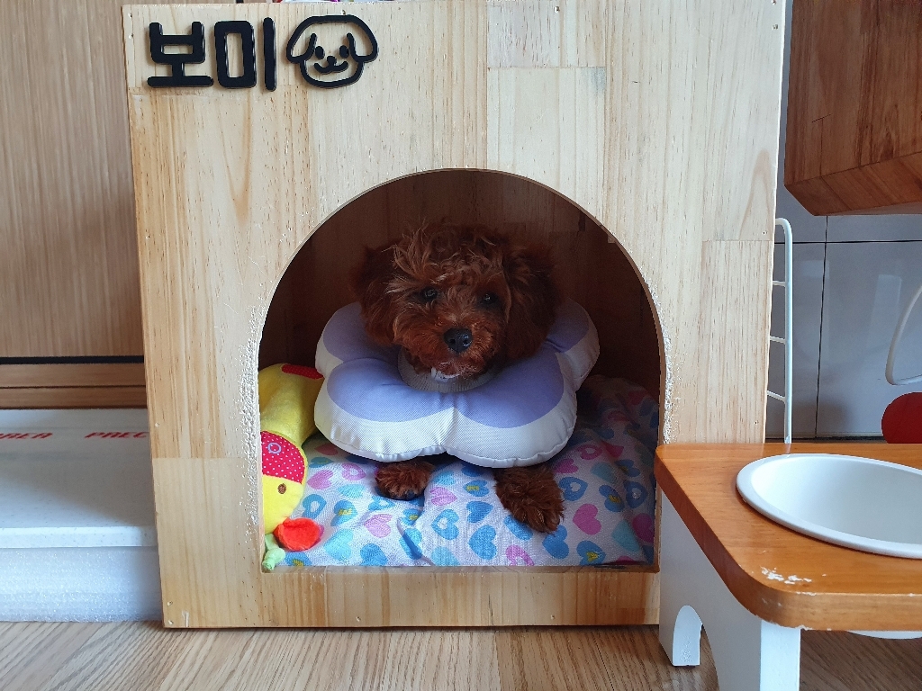 리스펫 반려동물 꽃개꽃냥 넥카라 블루