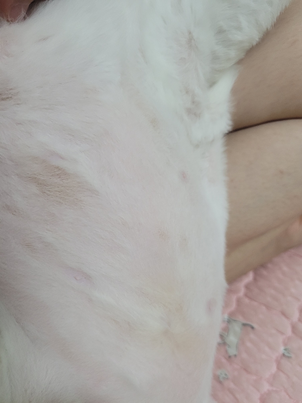 솔리드골드 전연령 인디고 문 고양이 건식 사료