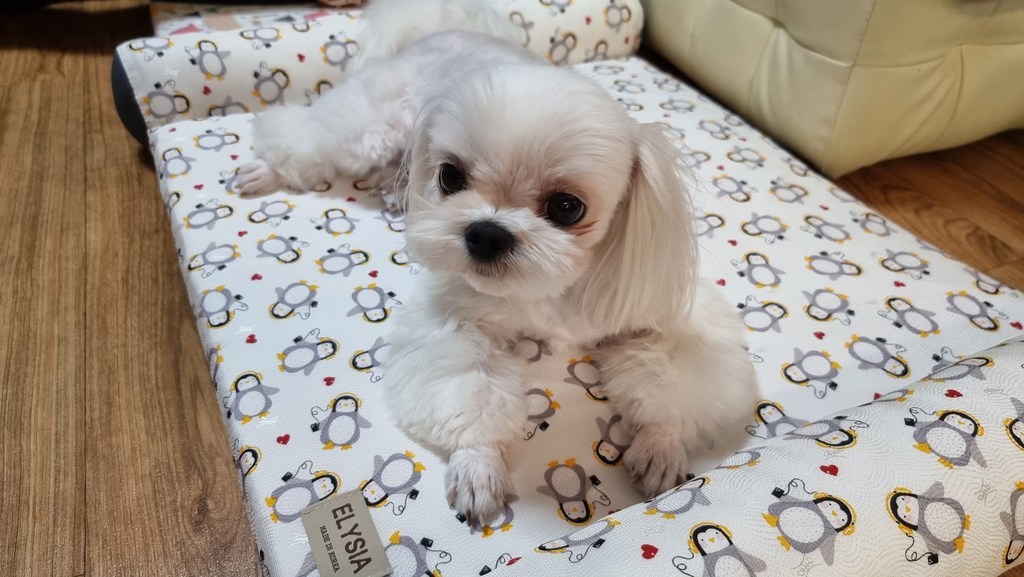 엘리시아 여름 시원한 반려동물 강아지 고양이 애견 인견 쿨 아이스 매트