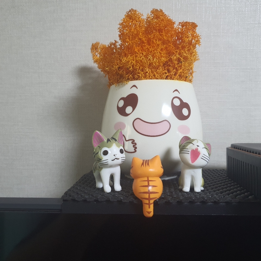 스칸디아모스 빅 표정화분세트 실내공기정화식물 모스세트