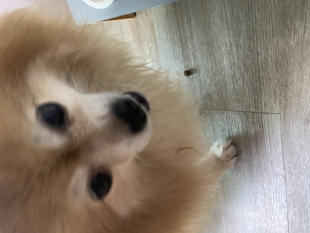 구푸 곤충사료 리뷰후기