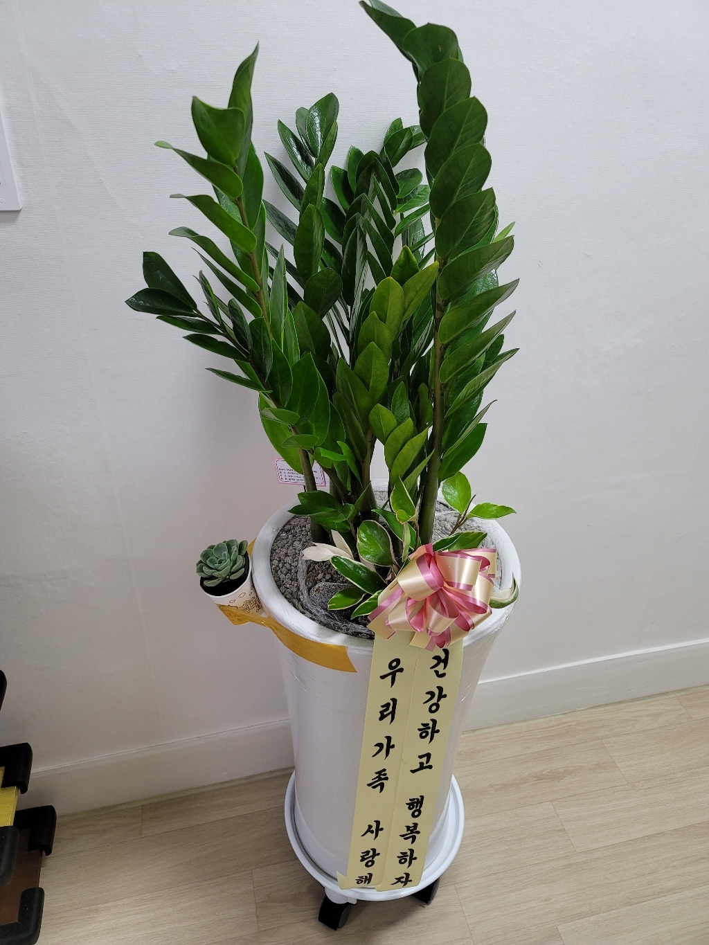 에코플랜트 대형 개업 집들이 축하 화분 리뷰후기