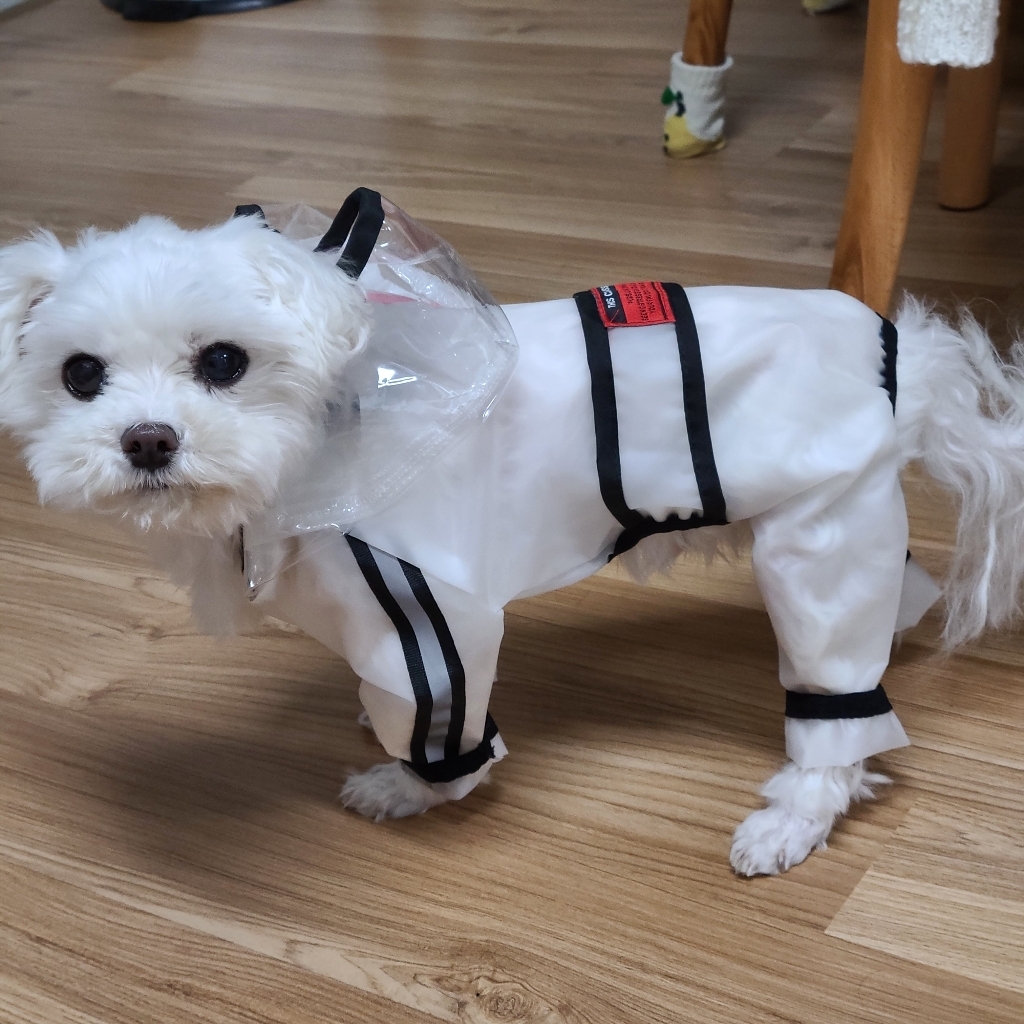 도그월드 반려동물 투명 올인원 비옷