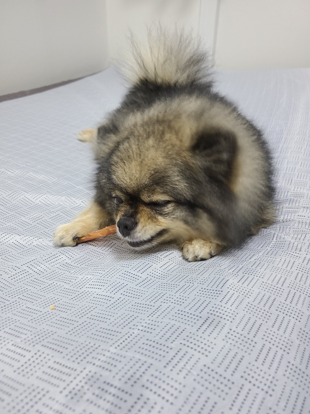 개밥바라기 강아지 수제간식 단박 치킨 범벅 스틱 리뷰후기
