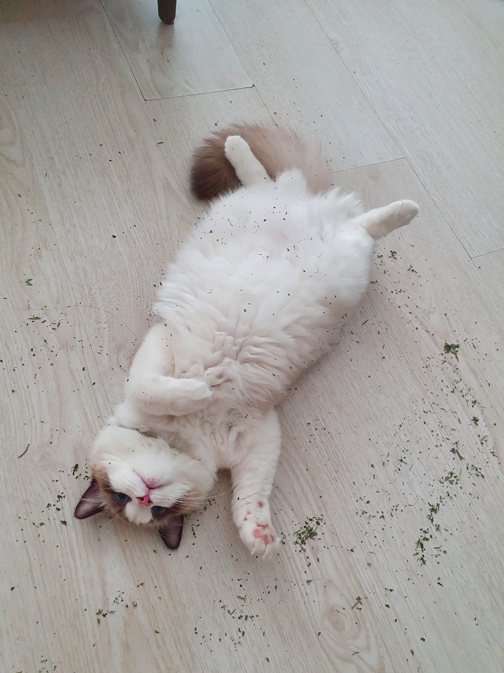 아르르 응고형 프리미엄 벤토나이트 고양이 모래