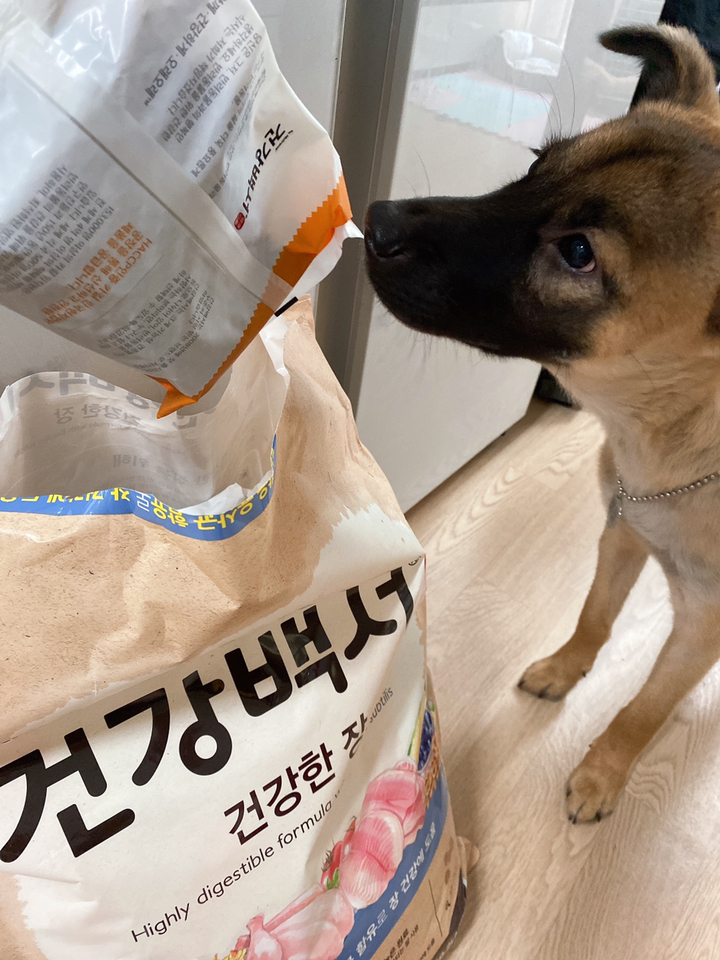 뉴트리나 건강백서 강아지사료 10 대용량 건강한관절 피부 장 6세 말티즈 푸들 등 견종별 기능성별 국산사료