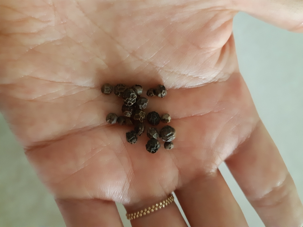 푸른빈 통 흑후추 리뷰후기