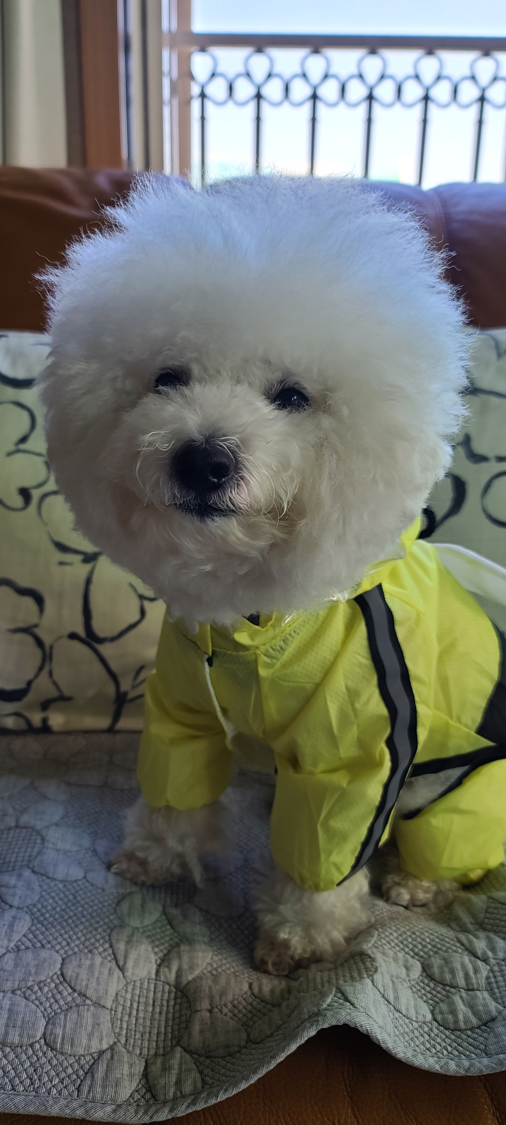 볼독소형견 꿀벌비옷 레인코트 리뷰후기