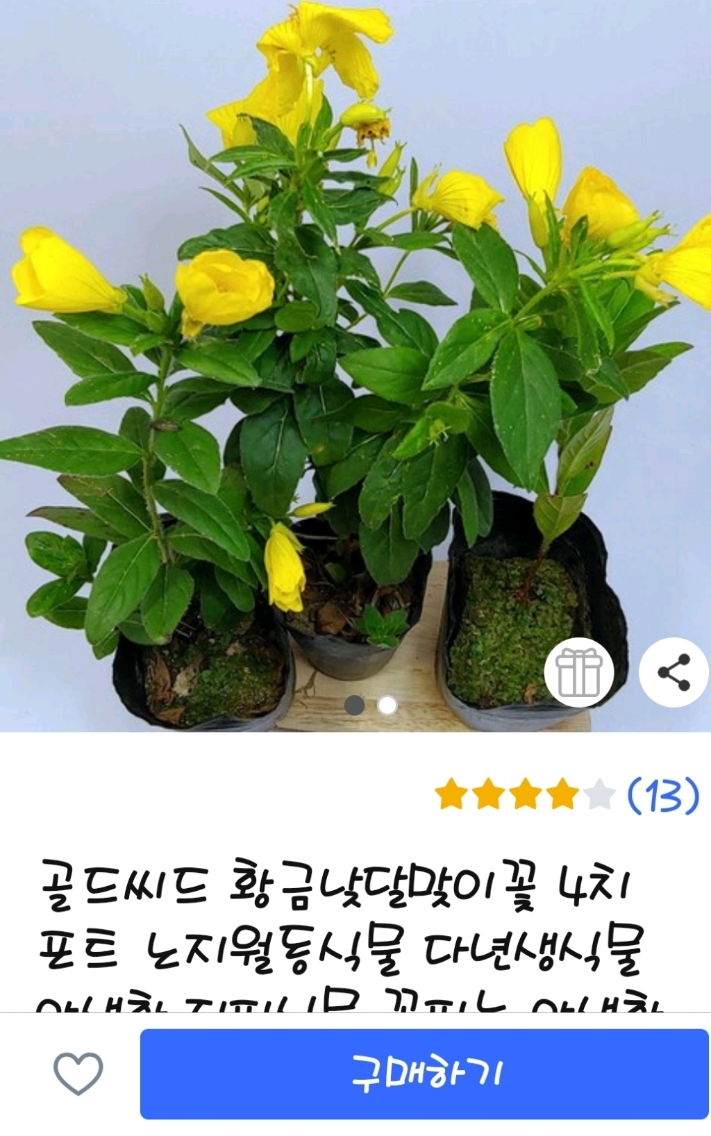 골드씨드 황금낮달맞이꽃 4치 포트 노지월동식물 다년생식물 야생화 지피식물 꽃피는 야생화