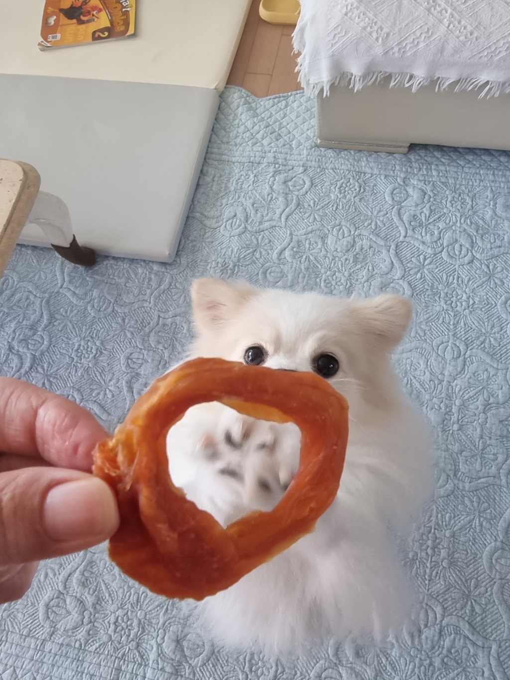 터키츄 칠면조와 소고기 힘줄 링타입 S 리뷰후기