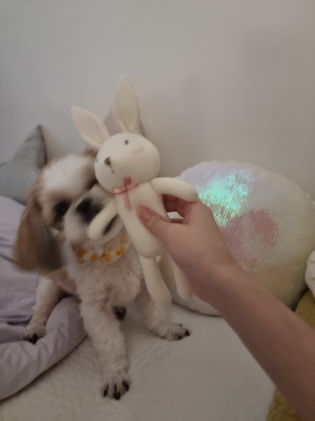 ITSET 오가닉 사운드 강아지 토이