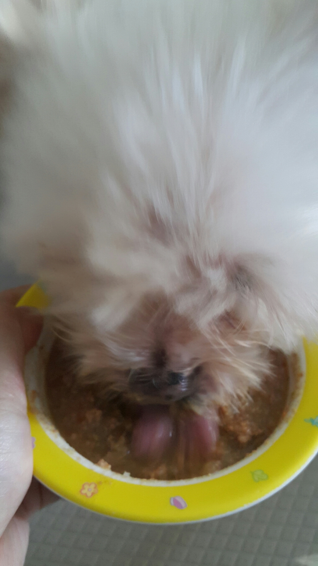 개똑 전연령 그레인프리 습식사료 리뷰후기