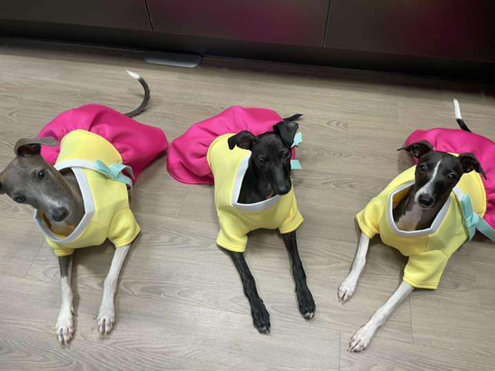 도그아이 강아지 네오플렌 한복치마