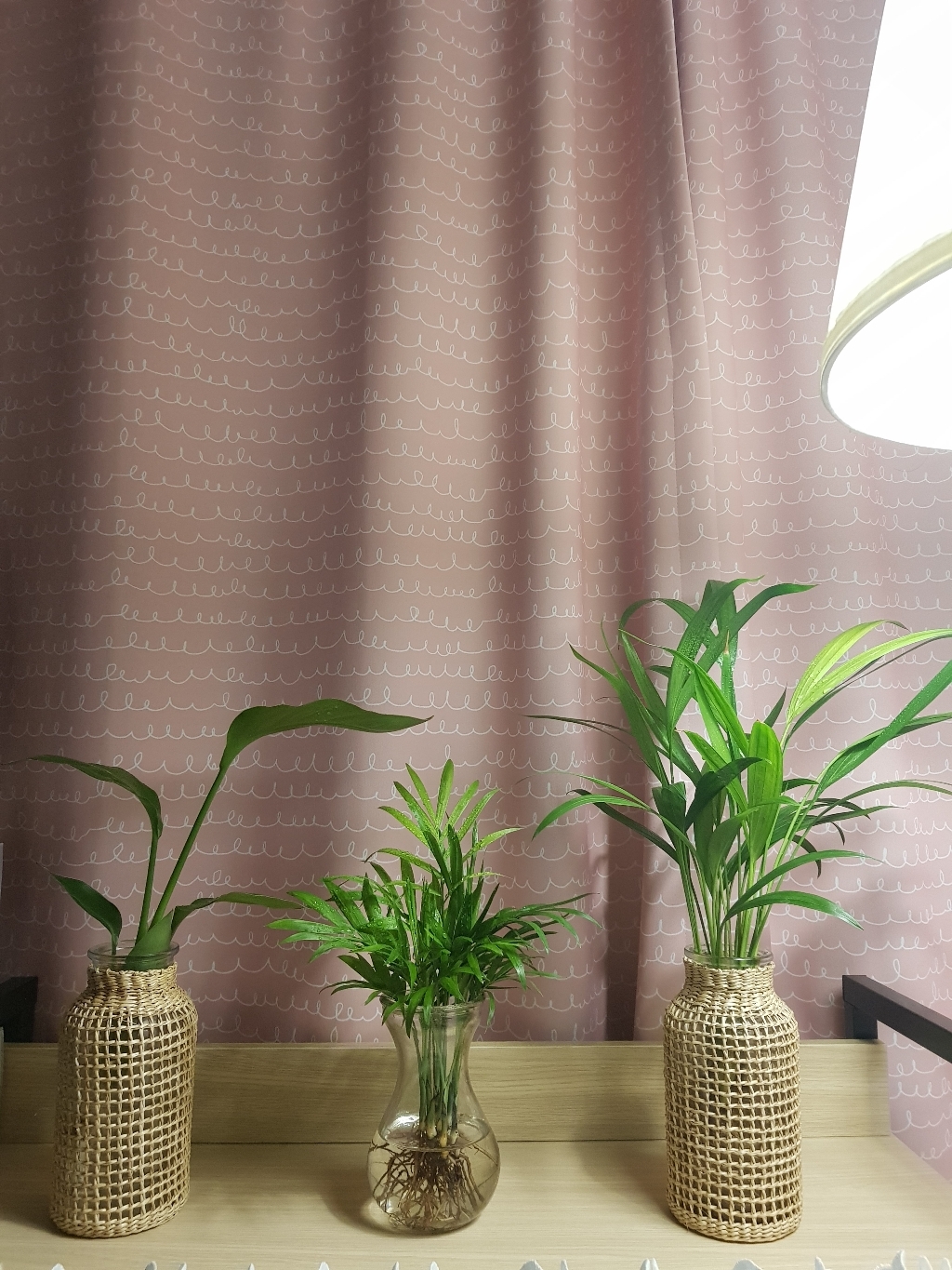 갑조네 세척식물 수경재배 DIY 실내공기정화식물 천연가습기 몬스테라 개운죽 테이블야자 스파티필름