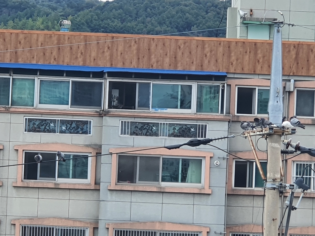 버드스코 국내생산 신형 비둘기퇴치 에어컨실외기비둘기퇴치 버드스파이크 베란다비둘기퇴치 비둘기퇴치망 조류퇴치 아파트비둘기퇴치 퇴치약 새쫓는기구 새퇴치 새쫓기 비둘기망
