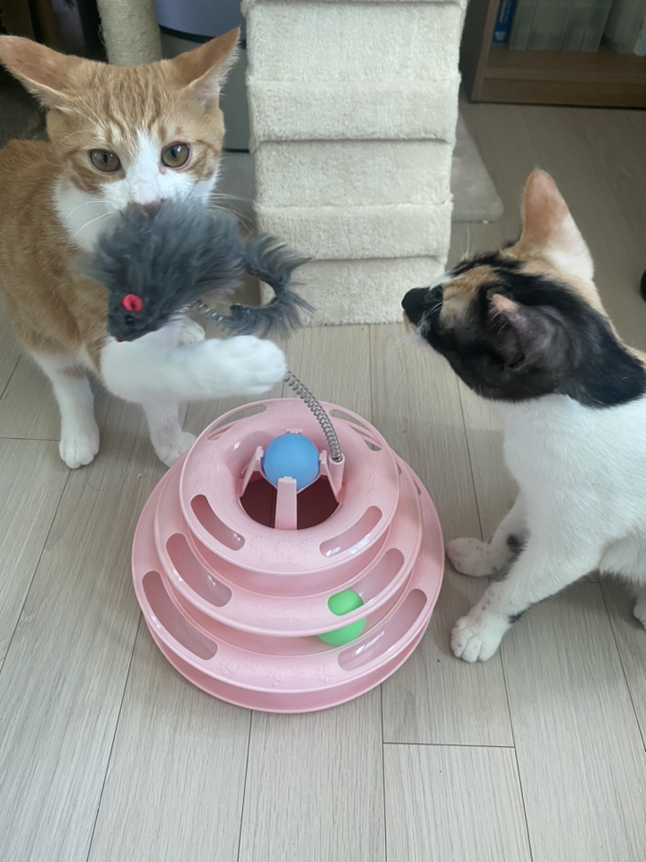 딩동펫 고양이 쥐잡이 트랙볼 장난감