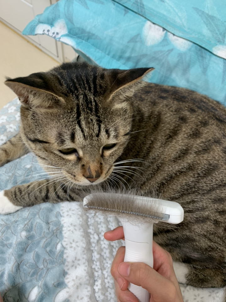 옥희독희 뽀송 고양이 죽은털 제거 브러쉬 장모단모 공용 95156