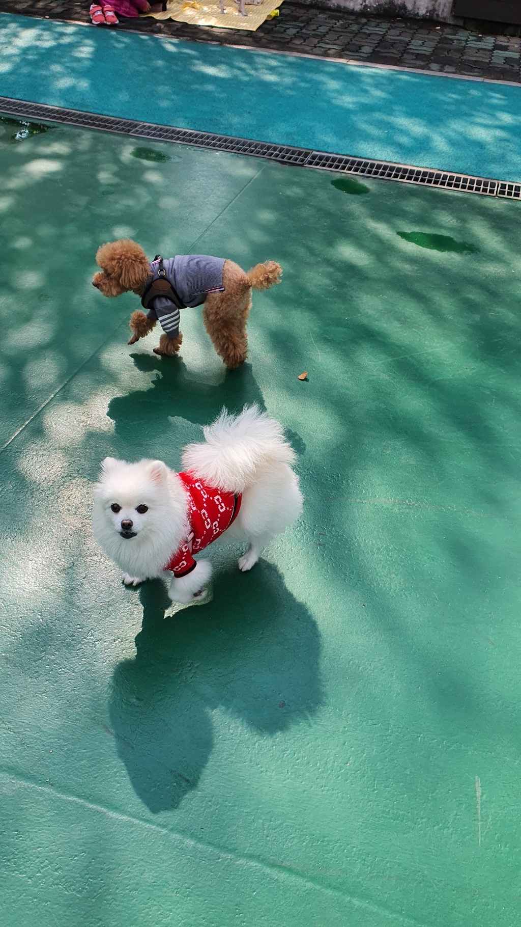 하이가이 강아지 개찌 가디건 리뷰 후기