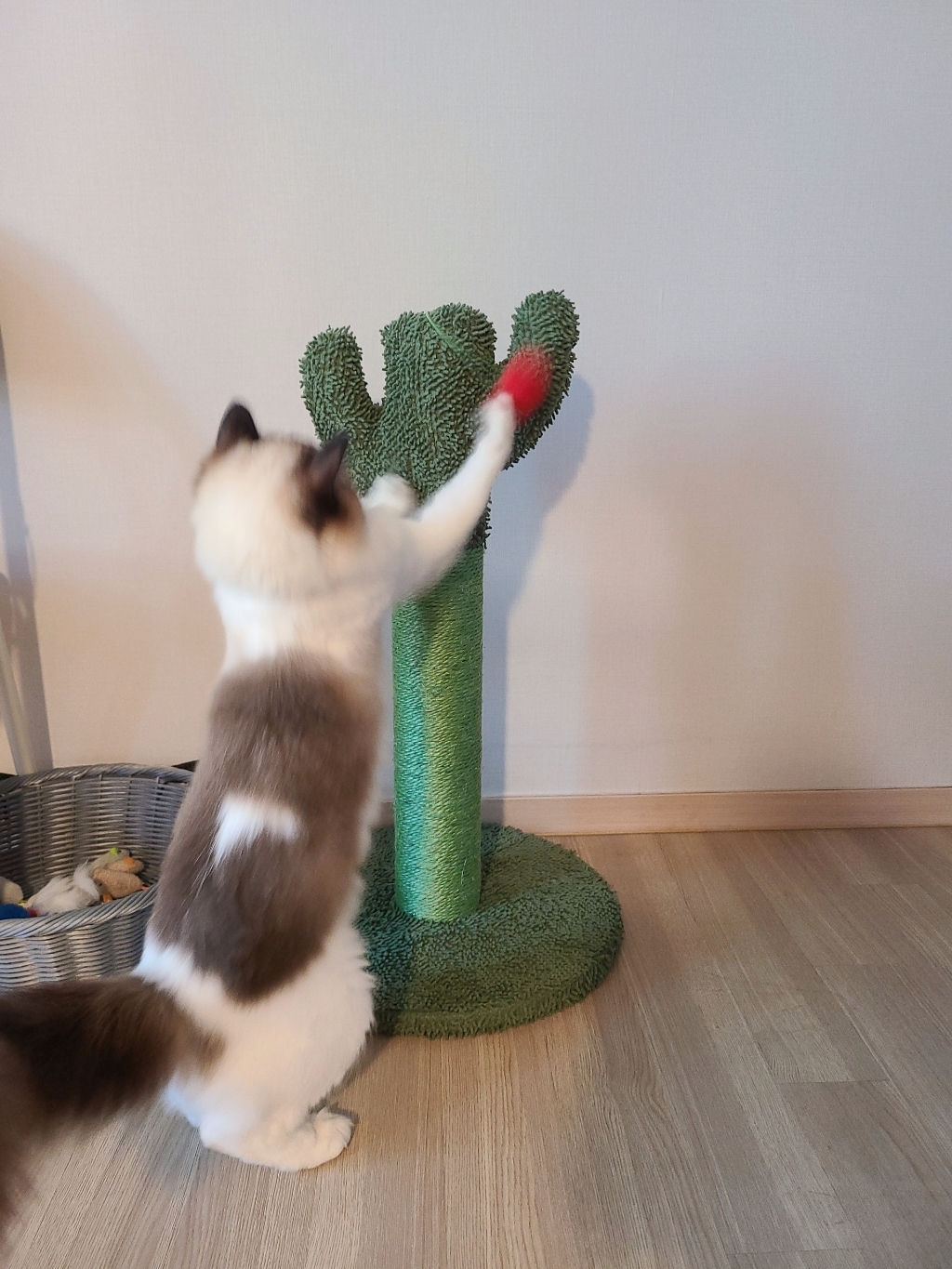 선인장 고양이 스크래쳐 폼폼볼