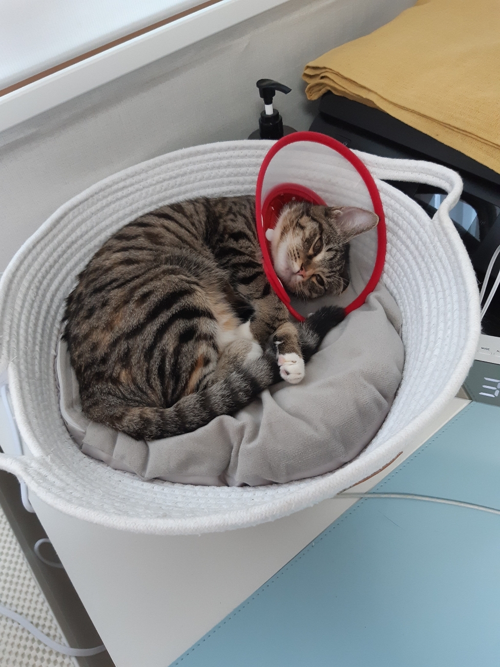 블럭마트 반려동물 넥카라 깔대기 레드 S