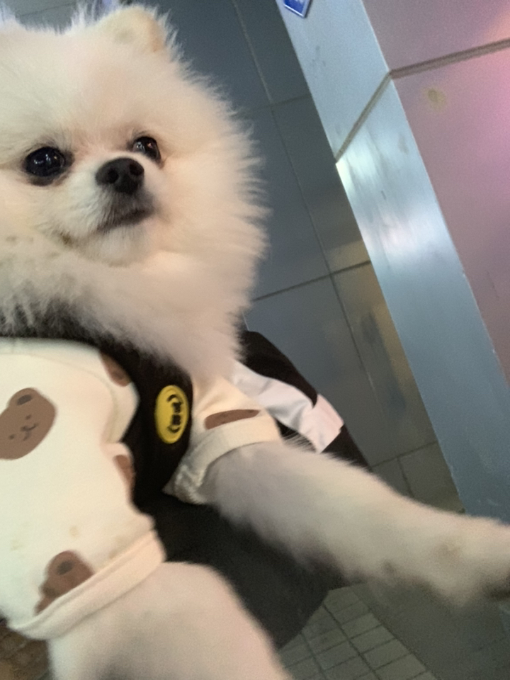 데댕 베어프린트 티셔츠 강아지옷 사계절 실내복