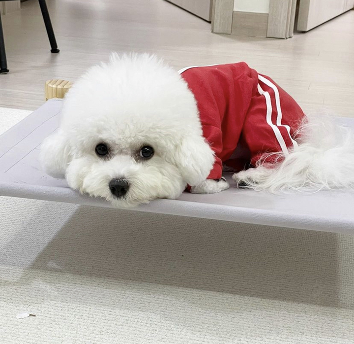 초코펫하우스 강아지 올인원 트레이닝복 백수의하루