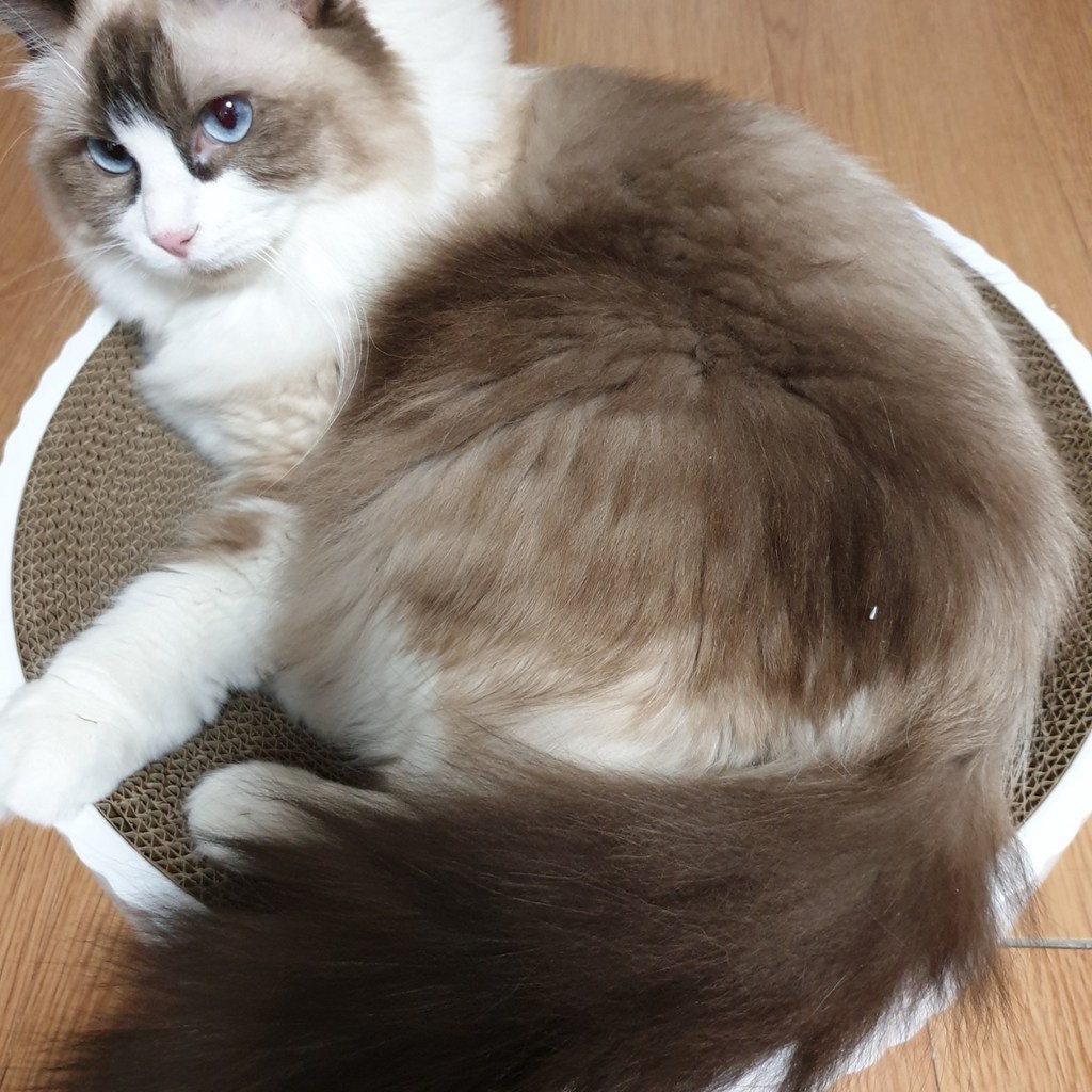 딩동펫 고양이 마루 평판형 스크래쳐 하우스