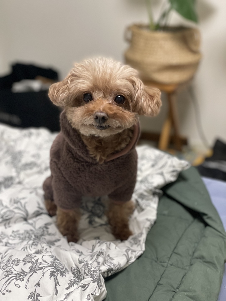 데댕 귀여운 곰돌이 모자 후리스 올인원 강아지옷