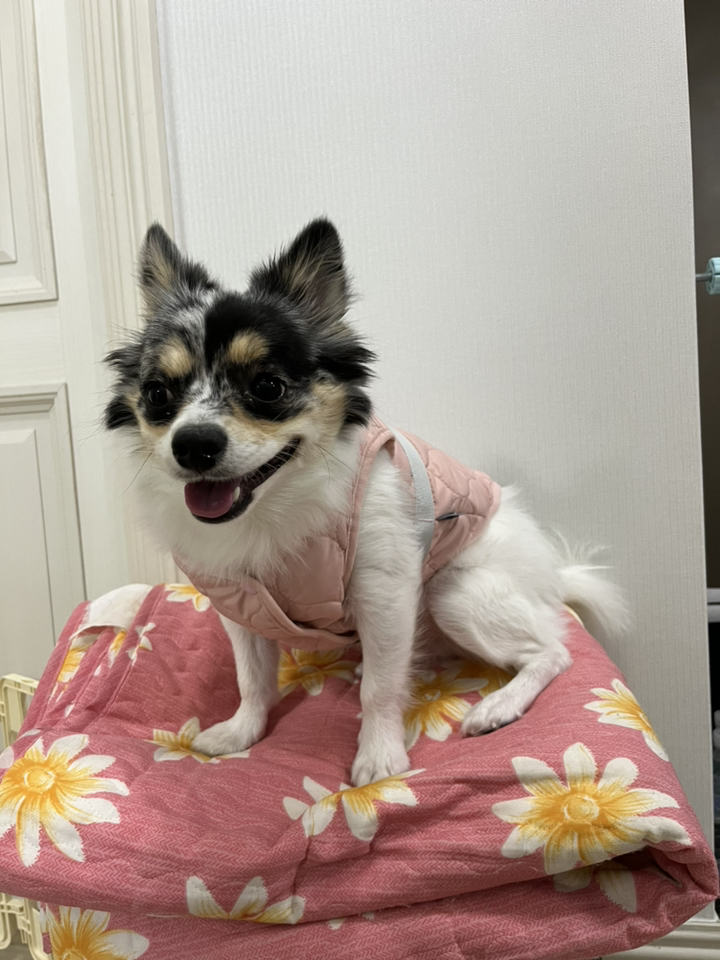 준성 마카롱 강아지 패딩 조끼 하네스 아우터