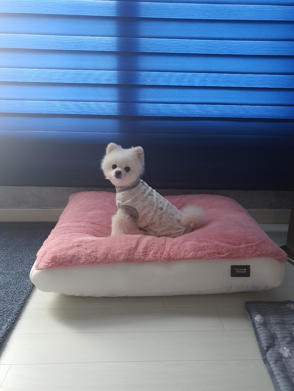 초코펫하우스 따뜻한 강아지 스노우 모찌 쿠션 방석