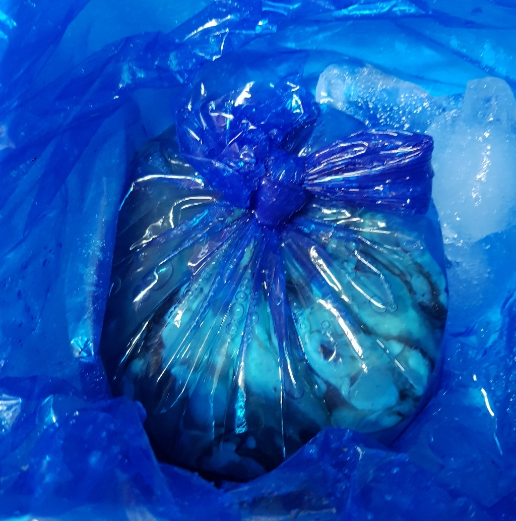 통영직송 햇 횟감용 생굴 오후6시 이전 통영경매인