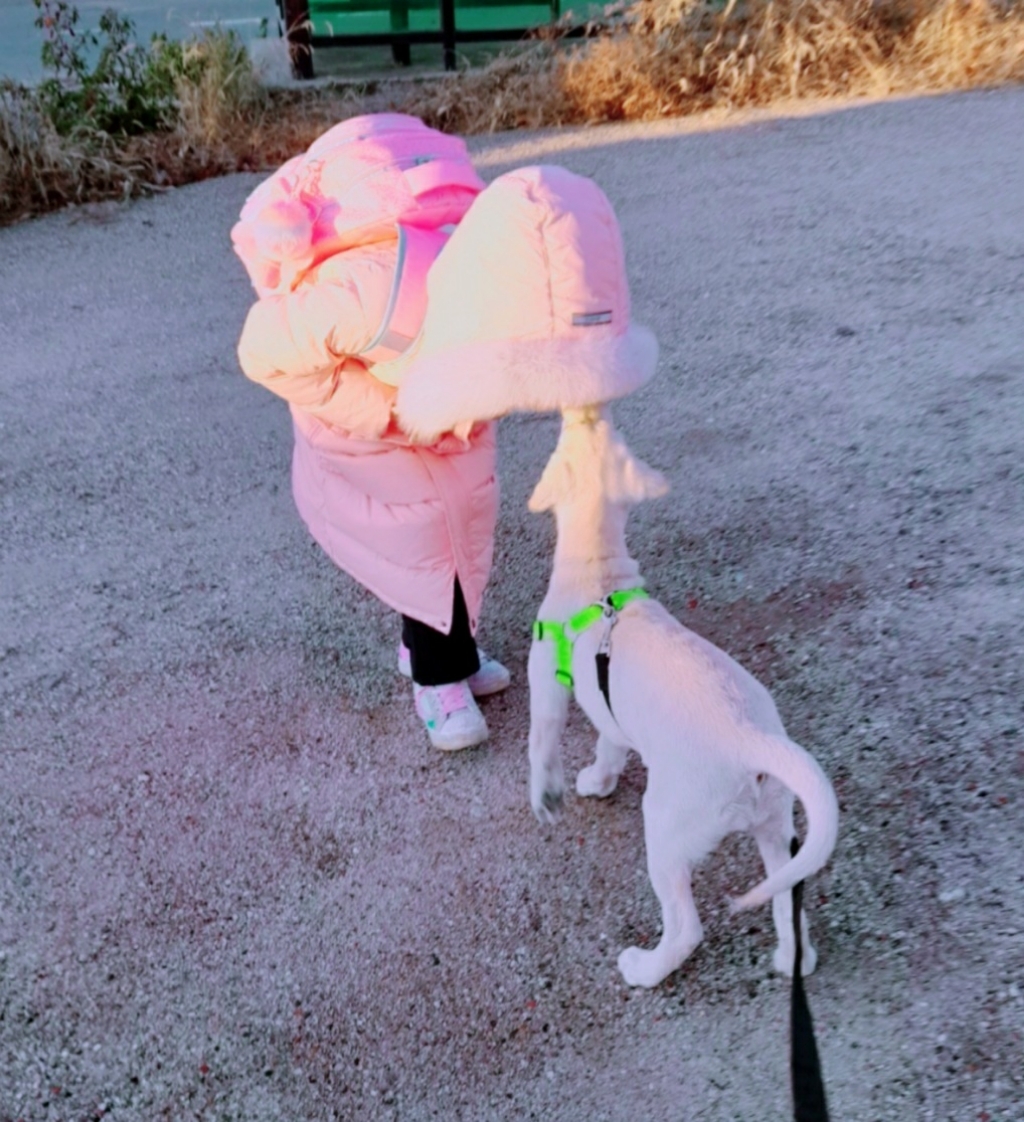 니즈더펫 이지강아지 하네스 가슴줄