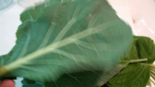 국내산 깻잎&케일