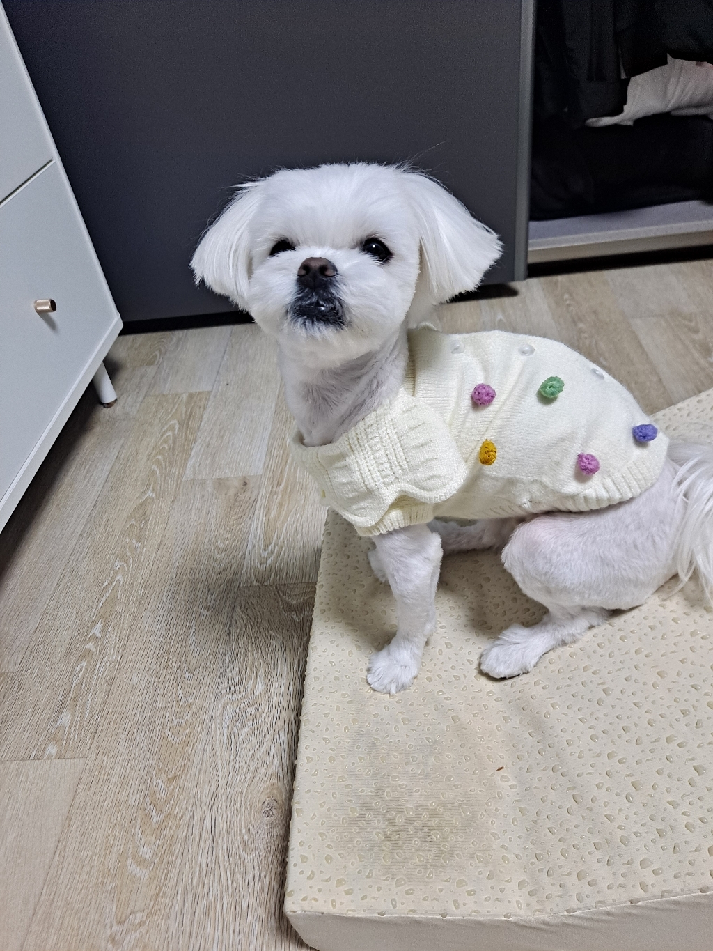 바이담수미 방울 카라 강아지 니트