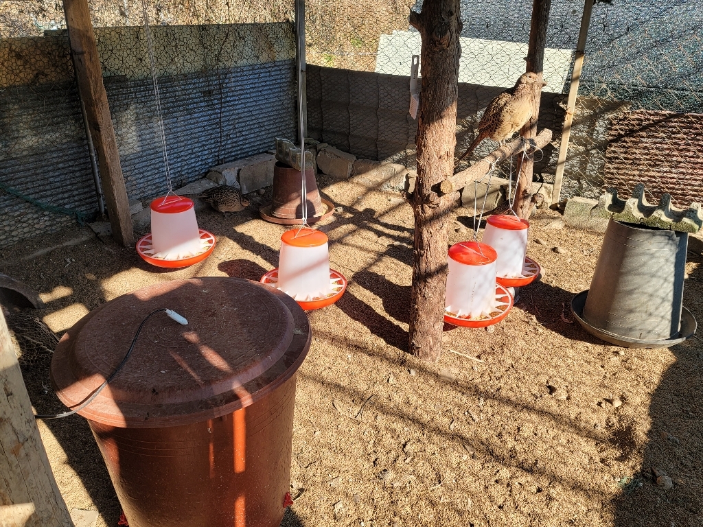 병아리 / 닭 모이통 리뷰후기