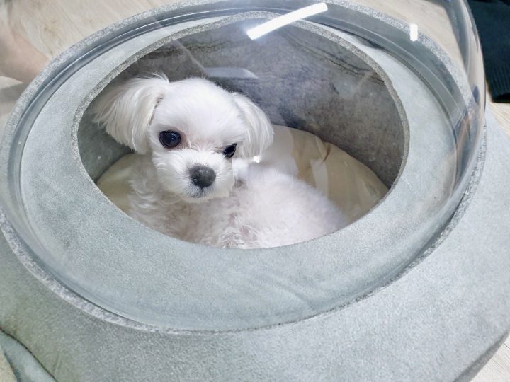 퍼룸 고양이 우주선 투명뚜껑 돔 다용도 하우스