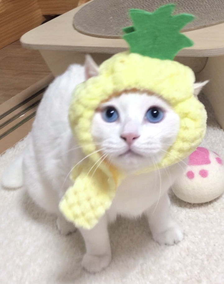 집사필수템 고양이 선물 핑퐁 파티