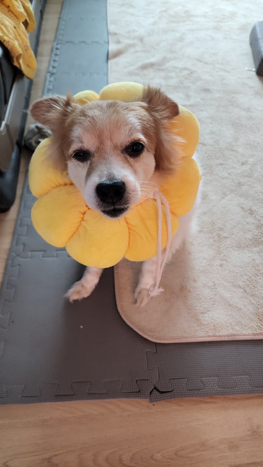 딩동펫 반려동물 폭신 해바라기 넥쿠션