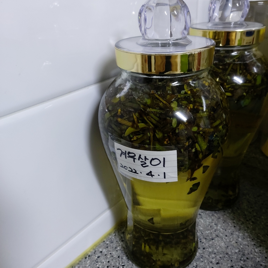 자연닮음 겨우살이