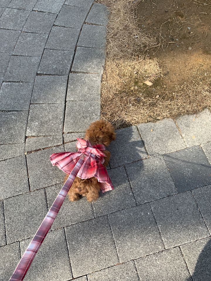 넬라펫 by 디크디크 강아지 하네스 봄 여름 체크 리본 치마 하네스줄 댕댕이 소형견 하네스옷 원피스 드레스 스커트 하네스세트 빅리본 연핑크 퍼플 스카이블루 그레이 레드 핑크